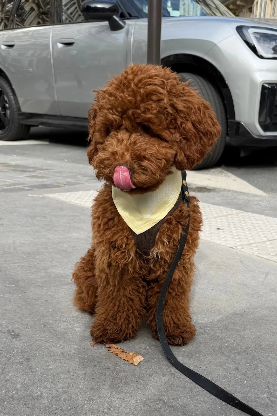Lagny - Bandana pour chien imperméable forme triangle fermeture à boutons pression - couleur butter 