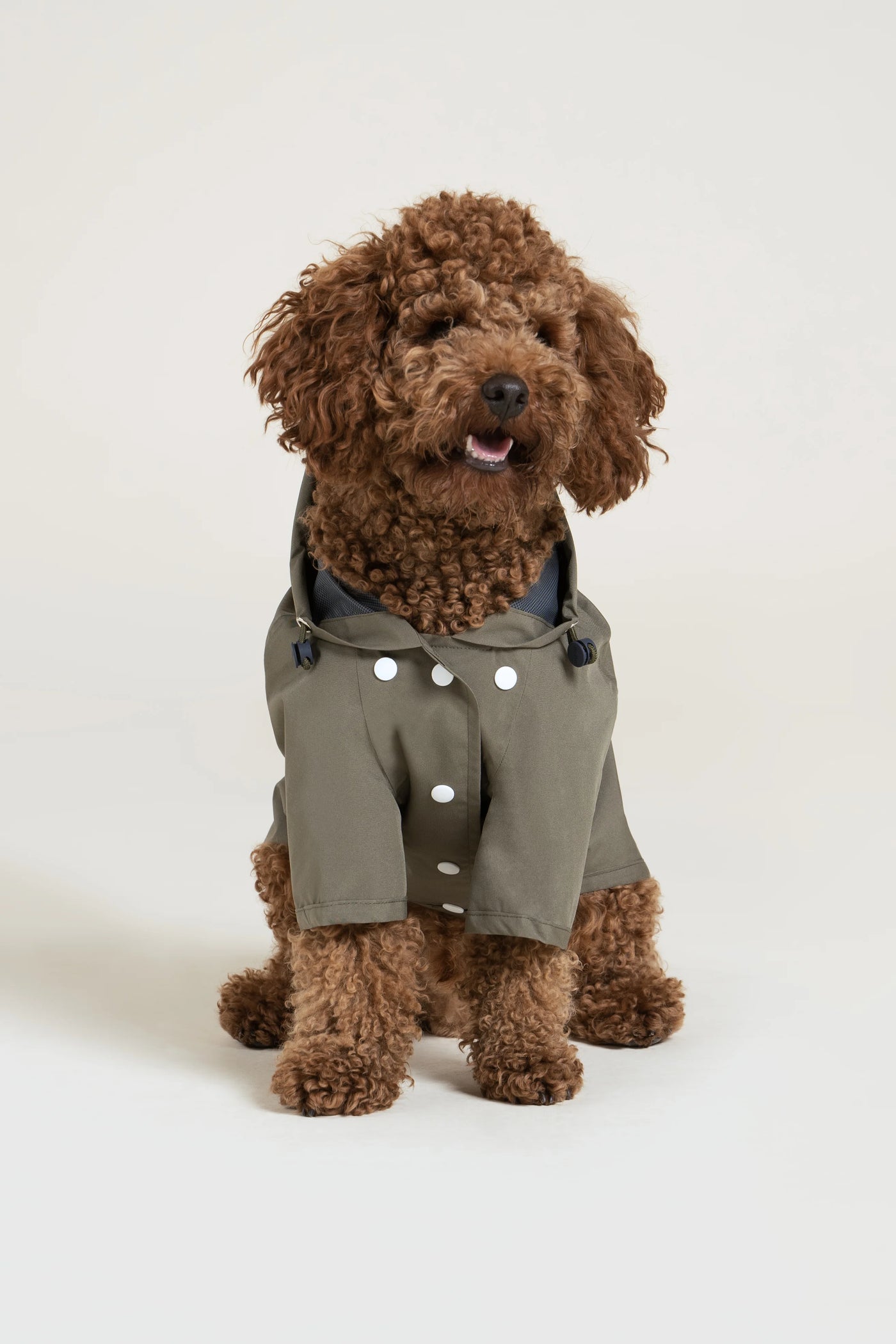 Impermeable Boulogne pour chien -Flotte 